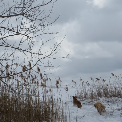 Pet Pacers π₯π¦ Beast π¦π₯ post image