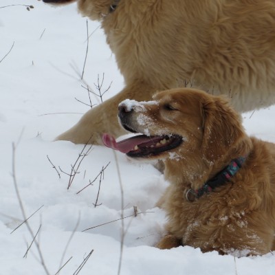 Pet Pacers π₯π¦ Beast π¦π₯ post image