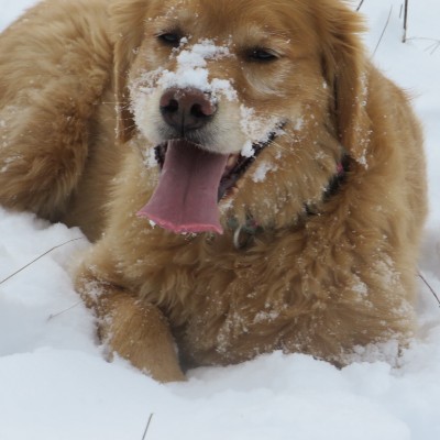 Pet Pacers π₯π¦ Beast π¦π₯ post image