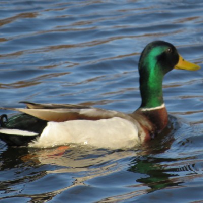 Pet Pacers π₯π¦ Beast π¦π₯ post image