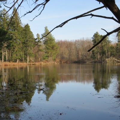 Pet Pacers π₯π¦ Beast π¦π₯ post image