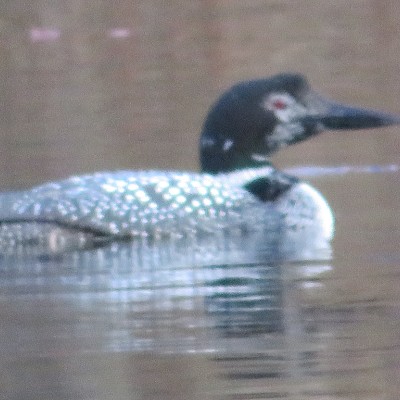 Pet Pacers π₯π¦ Beast π¦π₯ post image