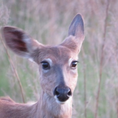 Pet Pacers π₯π¦ Beast π¦π₯ post image