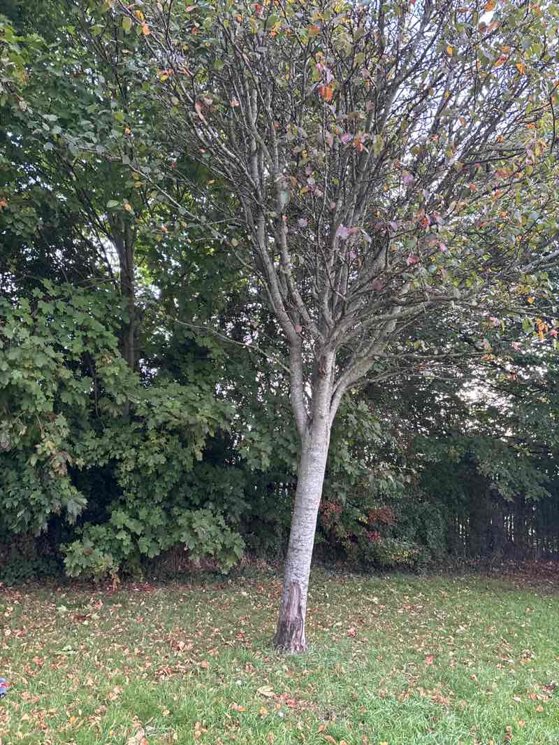 walking near me in Parkway Park in autumn