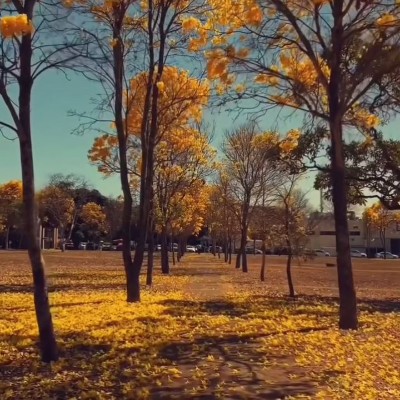 Ricardo Almeida 🇧🇷 post 3