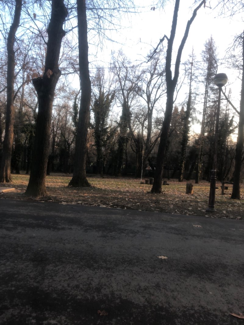 walking near me in Herăstrău Park in winter