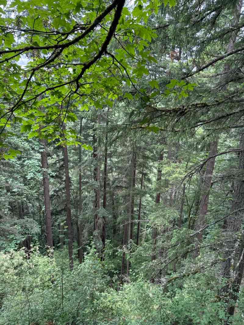 walking near me in Cougar Mountain Regional Wildland Park in summer