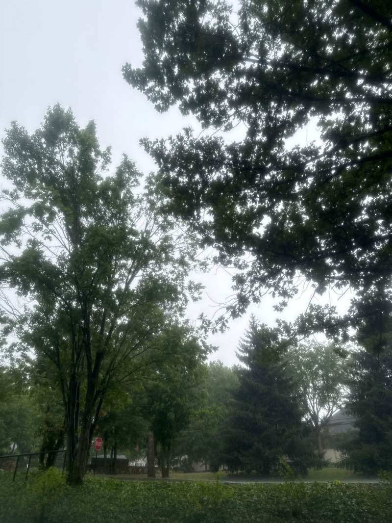 walking near me in Trexler Memorial Park in summer