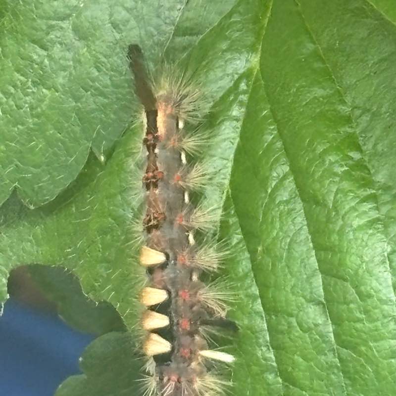 WarriorQueen’s Well-Being Walkers✨💛✨ WarriorQueen💚💛❤️ post image