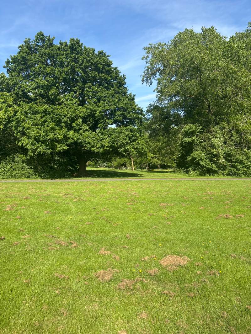 walking near me in Clemson's Park in summer