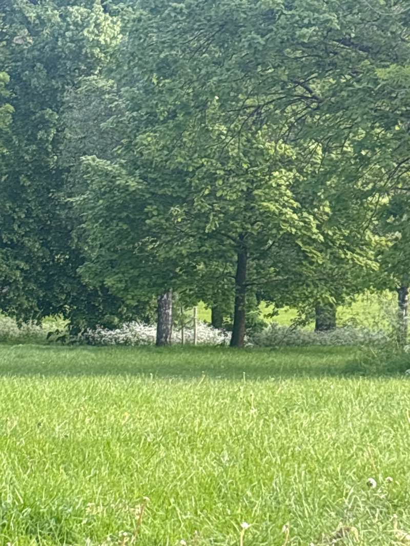 walking near me in Rykneld Rec in spring
