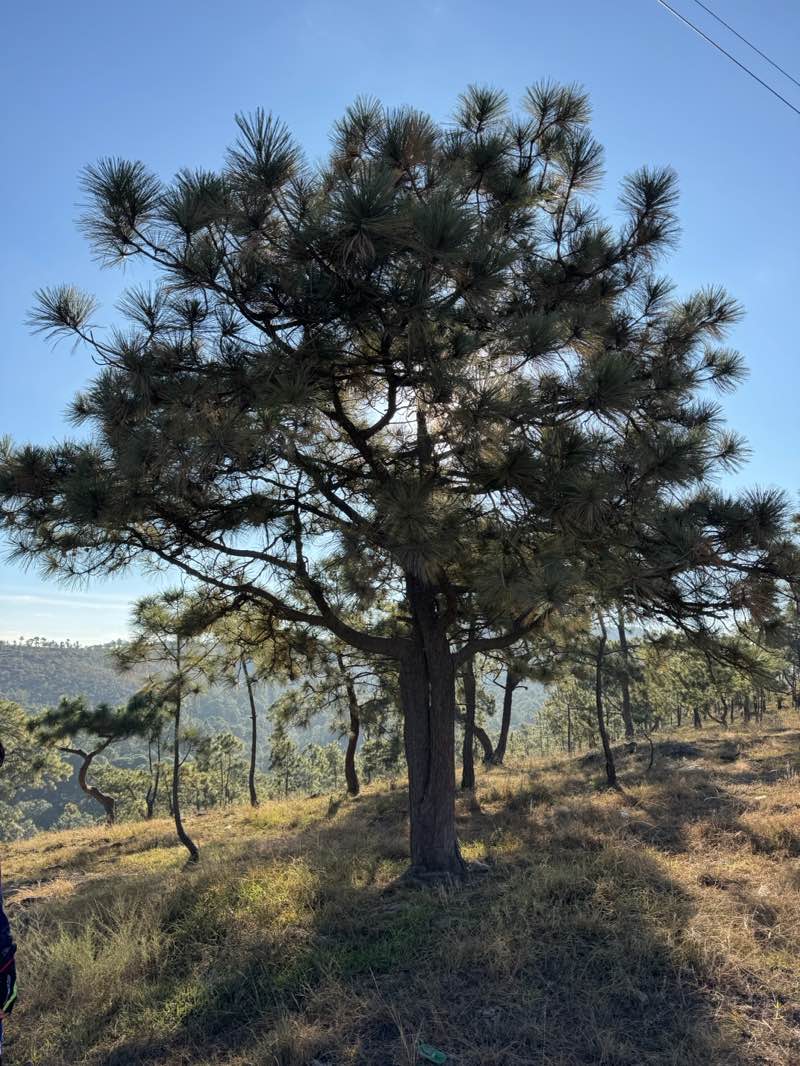 walking near me in Parque la Laguna Zaculeu in spring