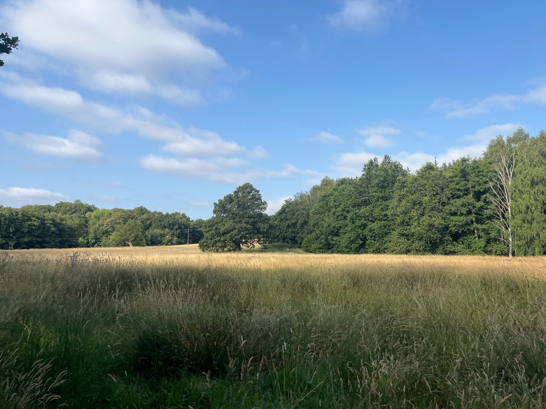 walking near me in Allestree Park in summer