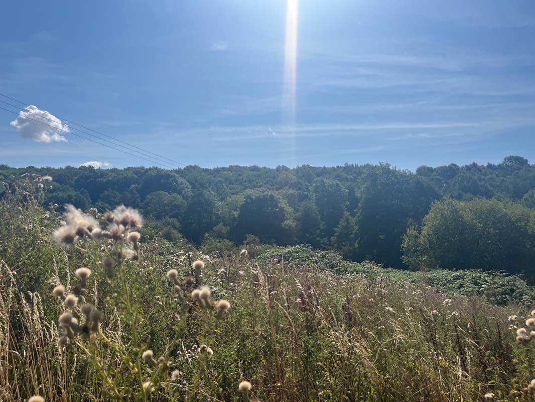 walking near me in Belper Parks in summer