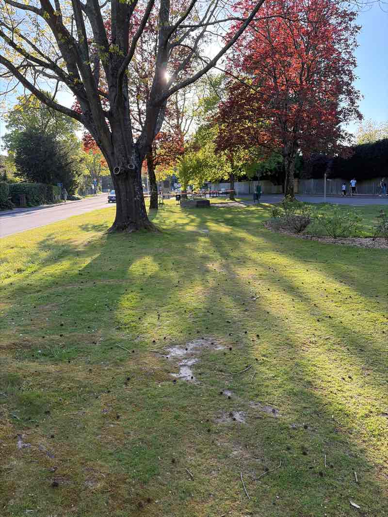 walking near me in Muster Green in spring