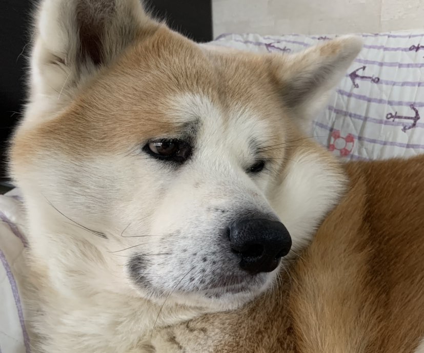 ちょび