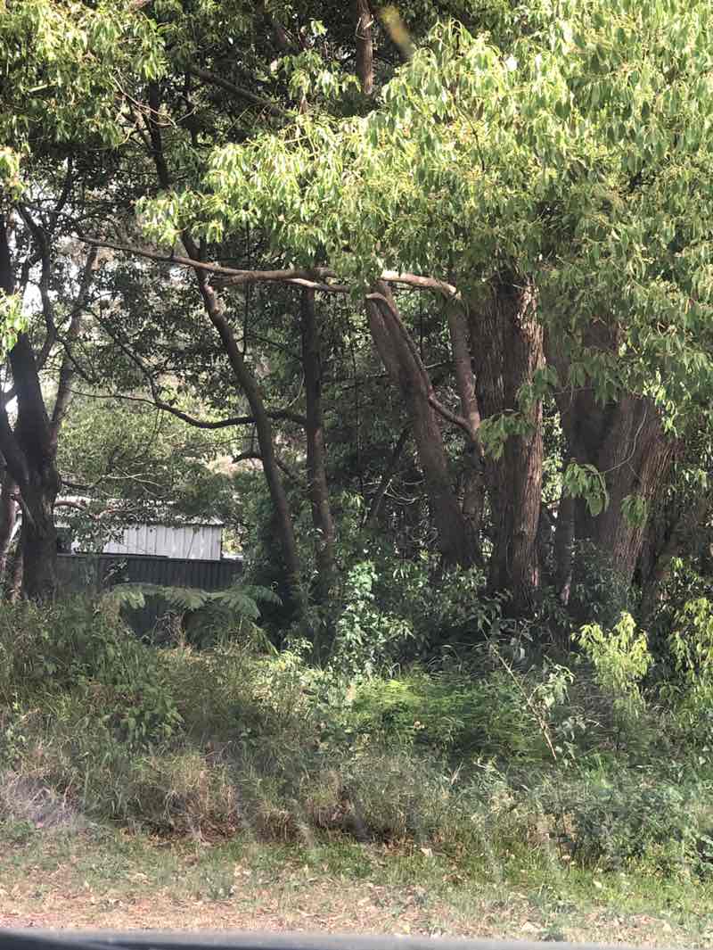 walking near me in Lion's Park in spring