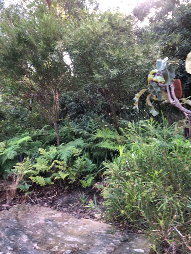walking near me in Barangaroo Reserve in autumn
