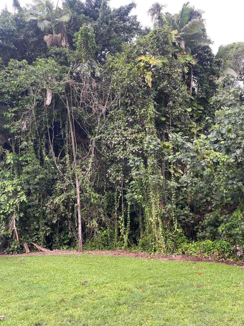 walking near me in Anderson Street Conservation Park in summer