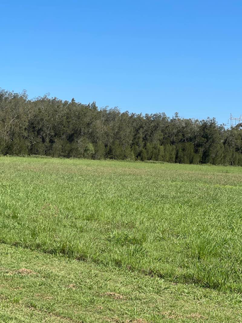 walking near me in Albert Scheinberg Reserve in summer