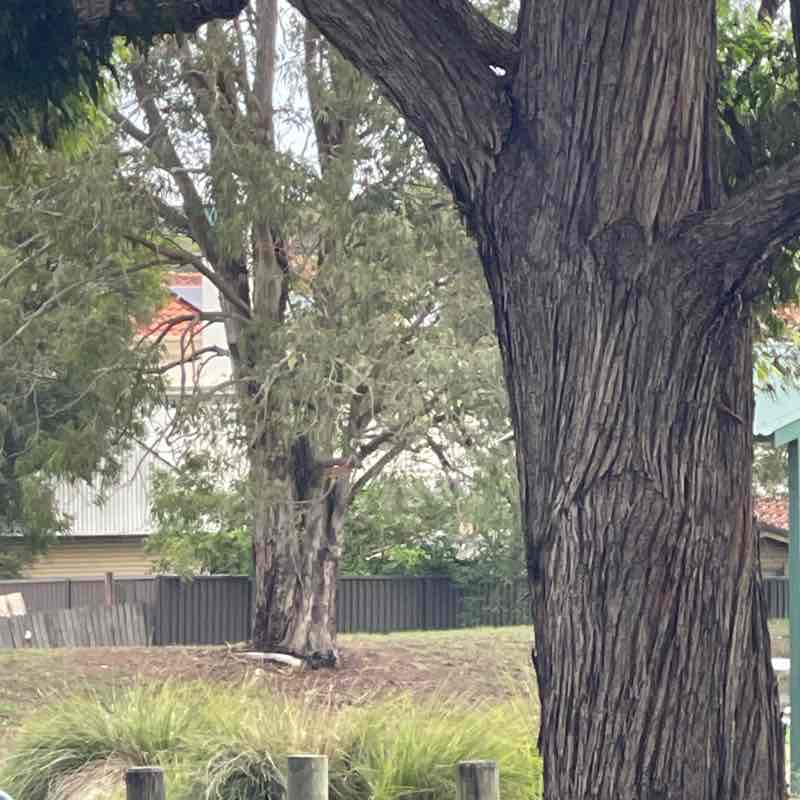 Mohammad Shaheed post 2