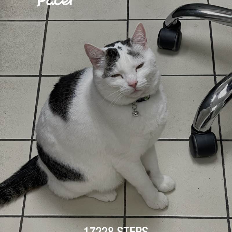 nurse4animals post 1