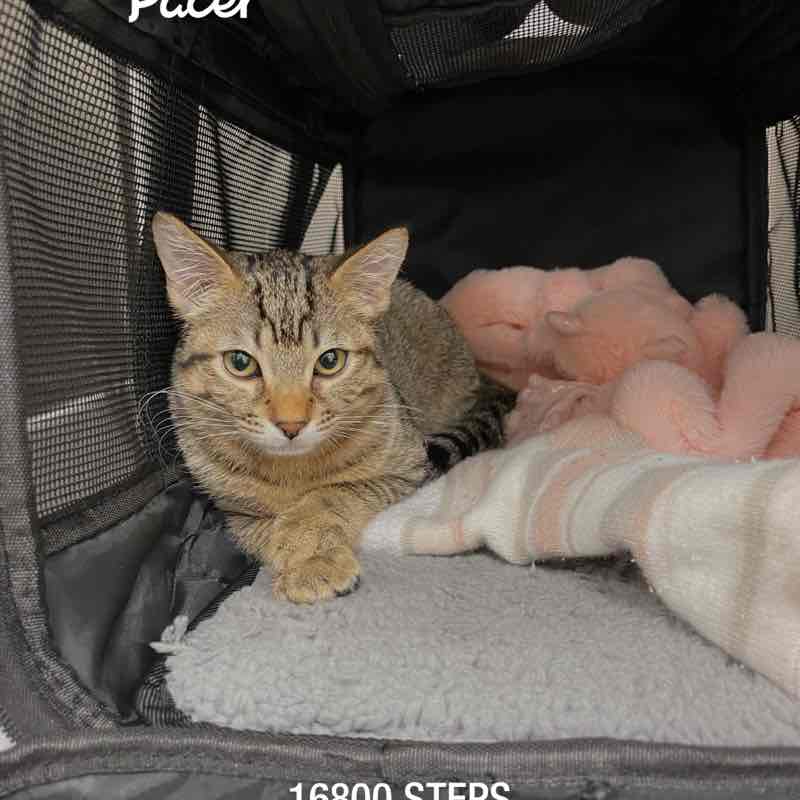 nurse4animals post 1