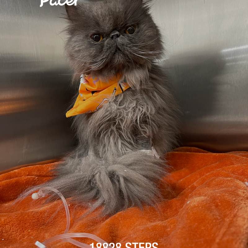 nurse4animals post 1