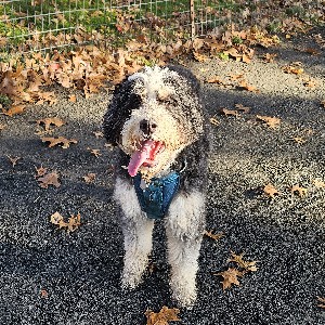 lucaslehmkuhl13 profile