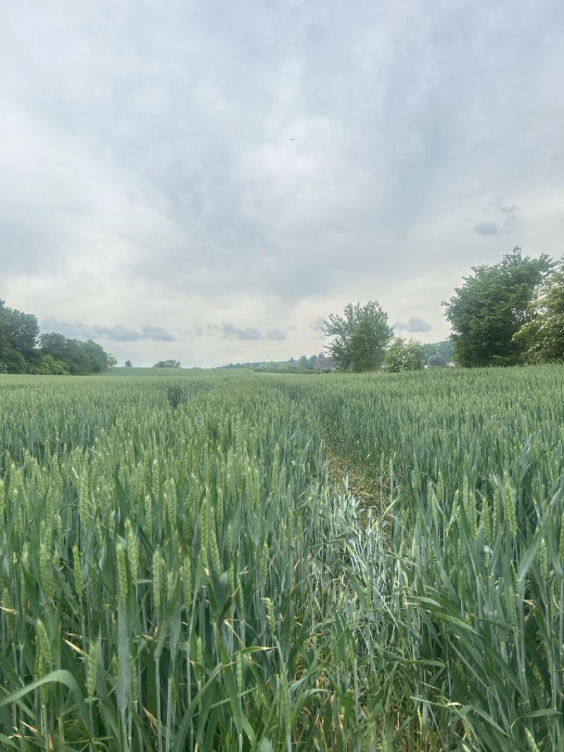 walking near me in Monseigneur Nolenspark in spring