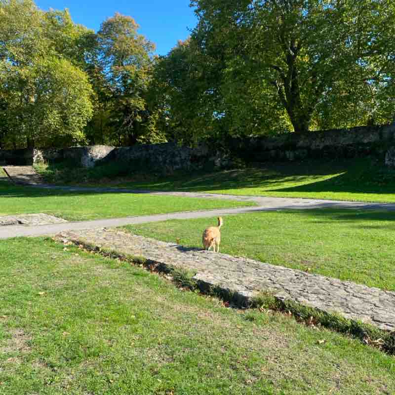 beba.zebra🐕👩🏻🍀🌼🏴󠁧󠁢󠁥󠁮󠁧󠁿🇬🇧🇮🇹 post 1