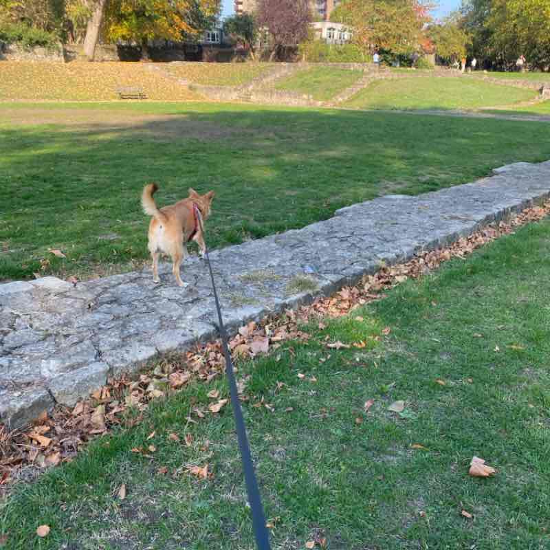 beba.zebra🐕👩🏻🍀🌼🏴󠁧󠁢󠁥󠁮󠁧󠁿🇬🇧🇮🇹 post 1