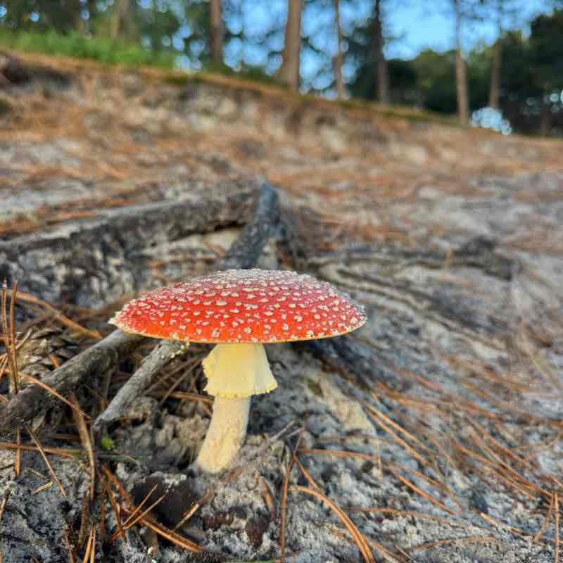 Sanur Jalan Renรฉ post image