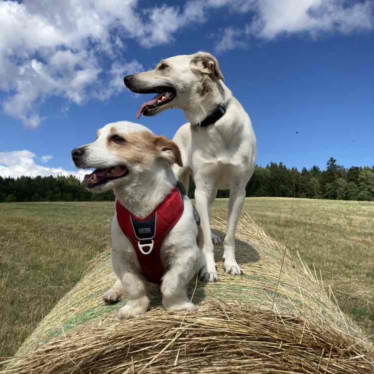 Lumpi‘s 🐶 Frauchen post 1