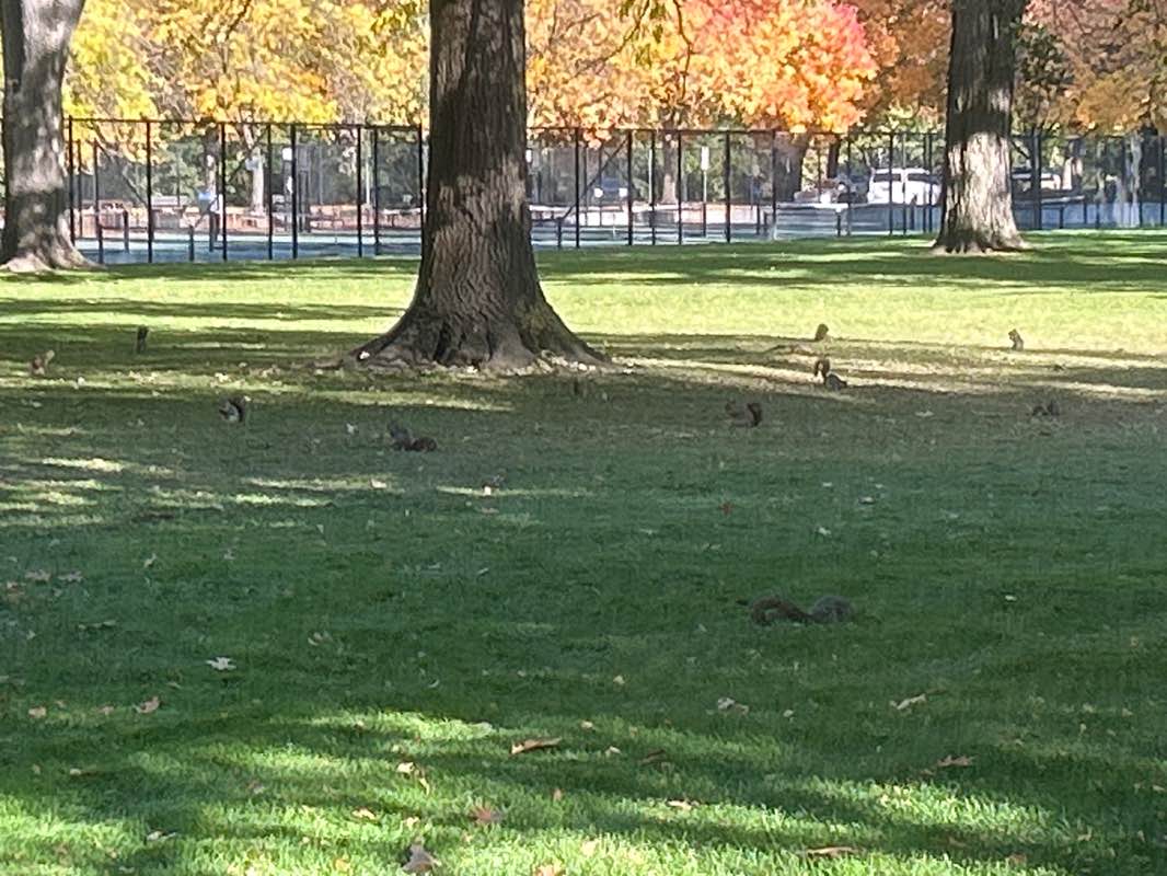 walking near me in Julia Davis Park in autumn