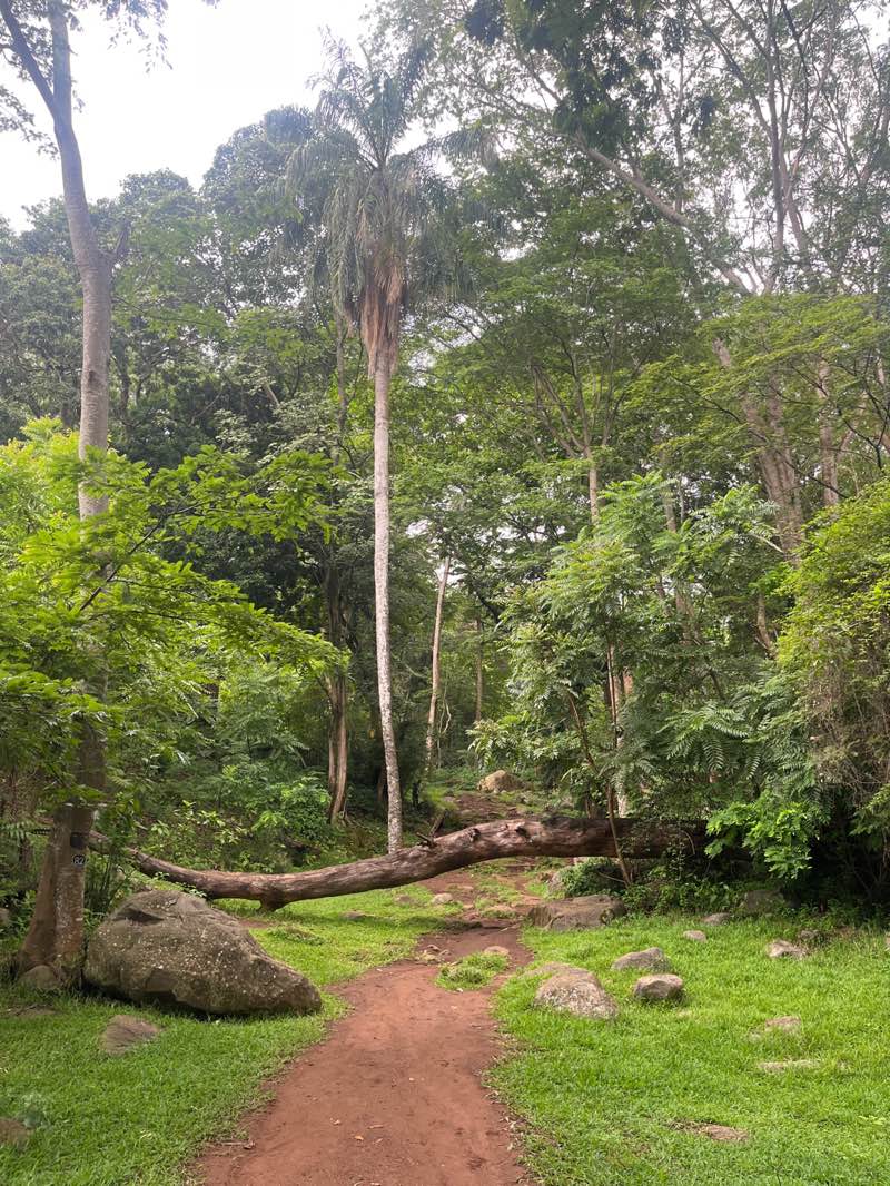 walking near me in Botanical Garden in summer