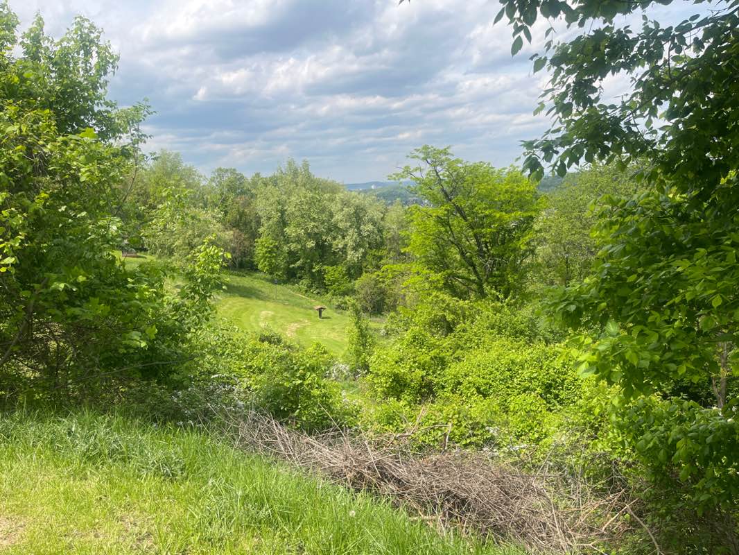 walking near me in Dorsey's Knob Park in spring