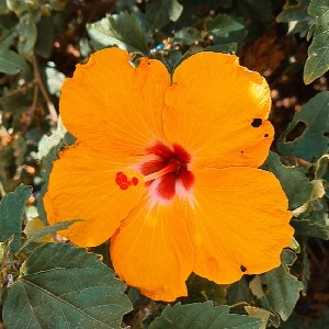 Asma profile