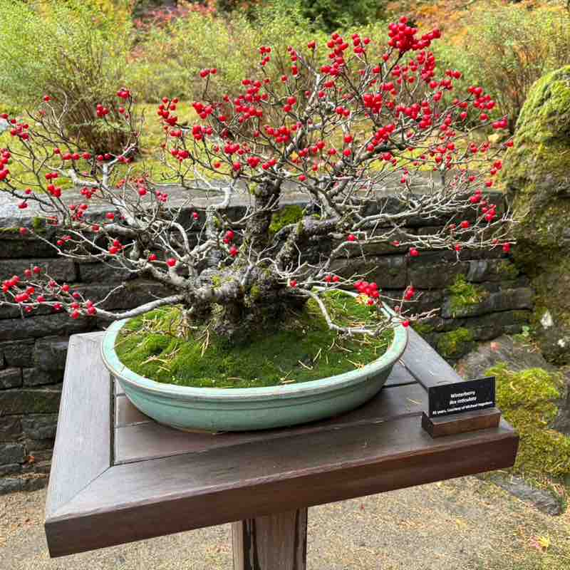 Friends of ๐ Lea ๐งธ Anne ๐ Big Cactus post image