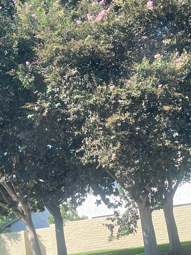 walking near me in Civic Center Park in autumn
