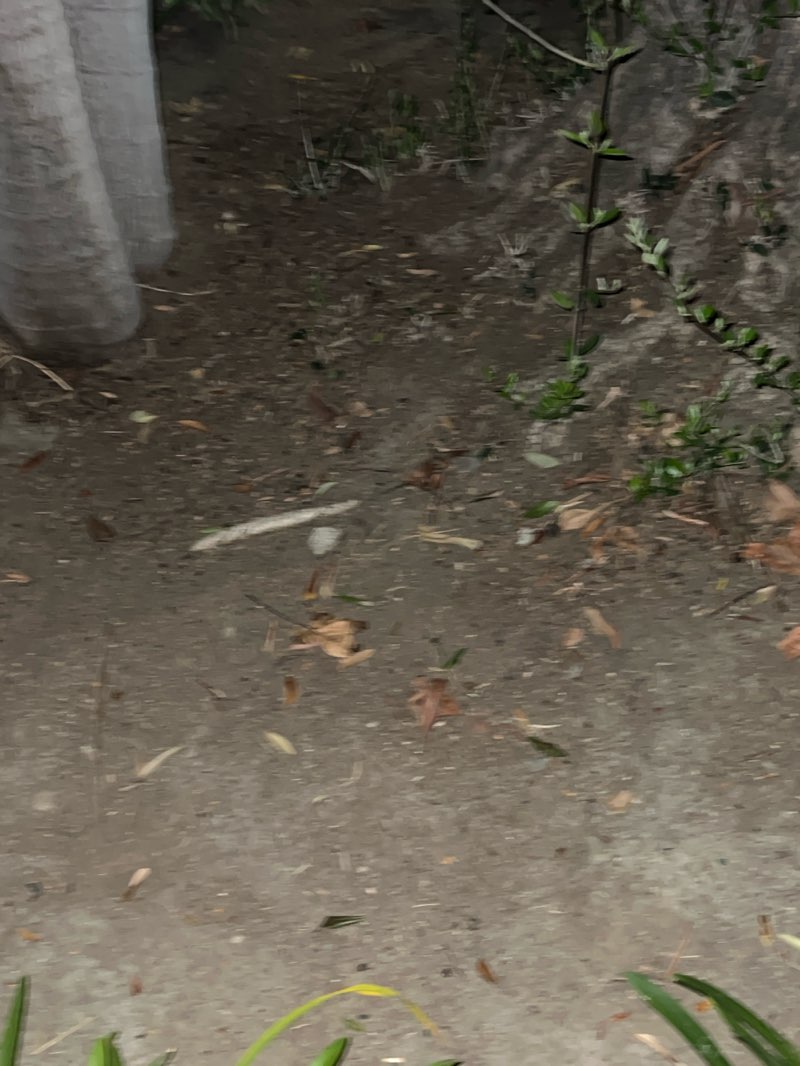 walking near me in Pioneer Park in autumn