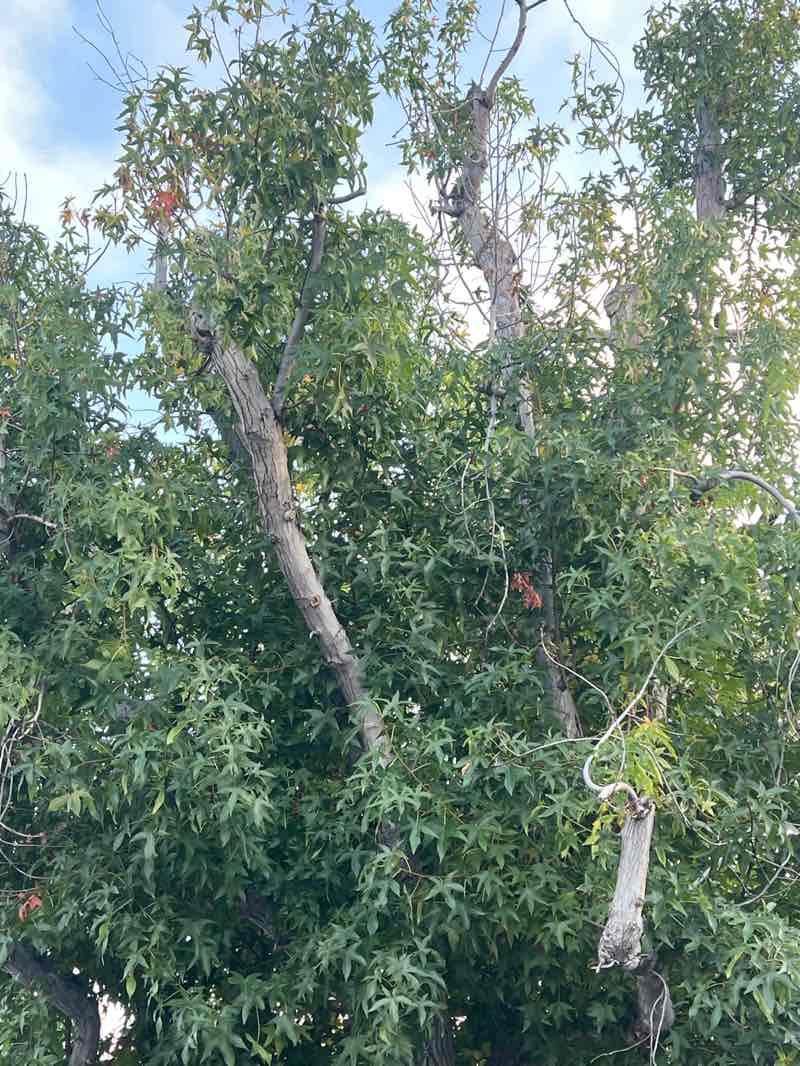 walking near me in Eisenhower Park in autumn