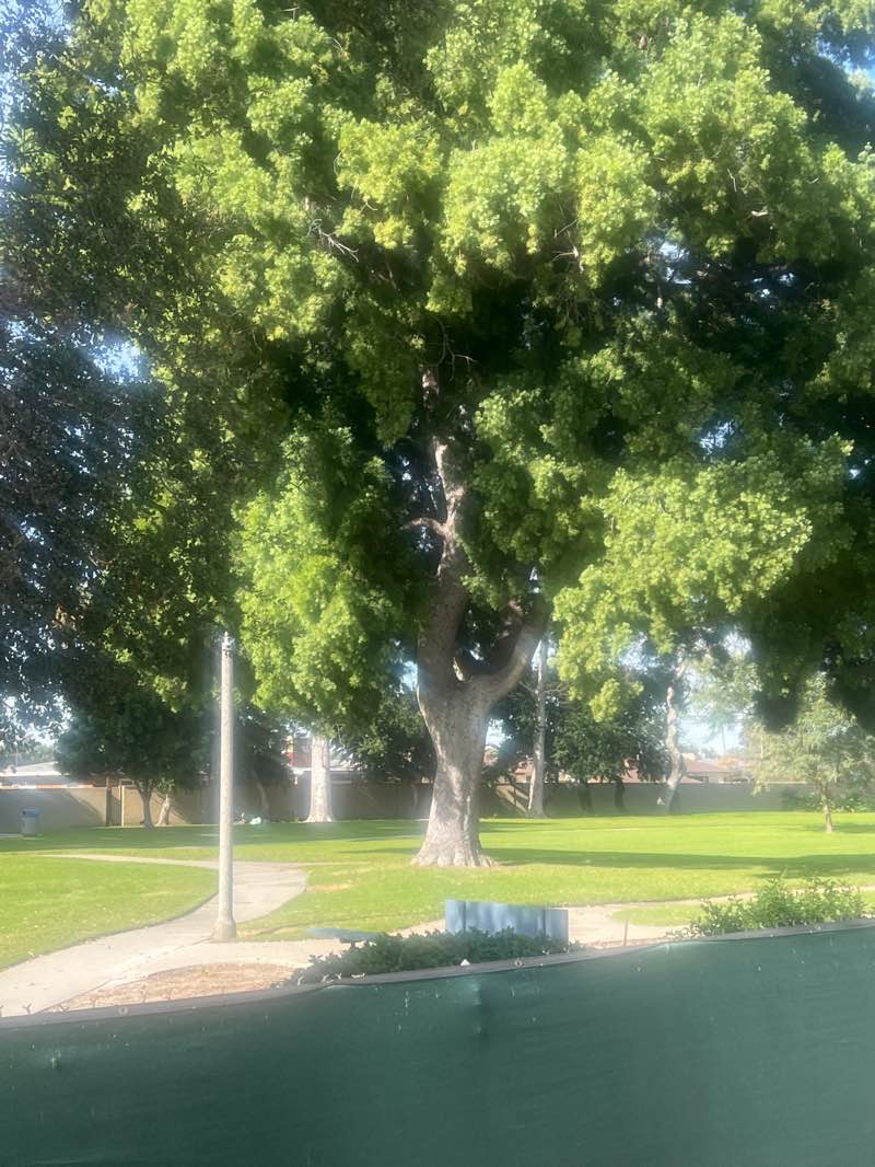 walking near me in Faylane Park in winter