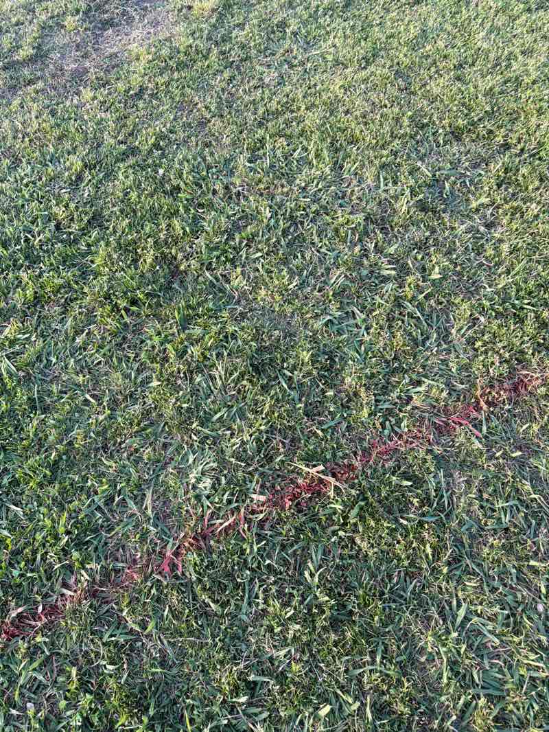 walking near me in Chapman Sports Complex in spring