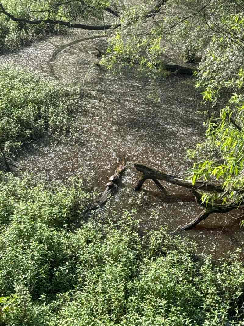 walking near me in Mason Mill Park in spring