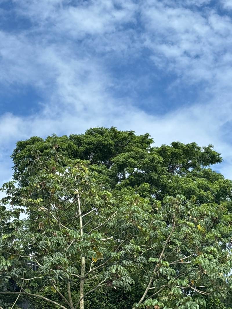 walking near me in San Fernando Hill in summer