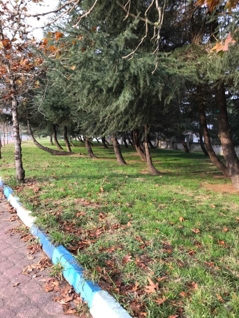 walking near me in فضای سبز in winter