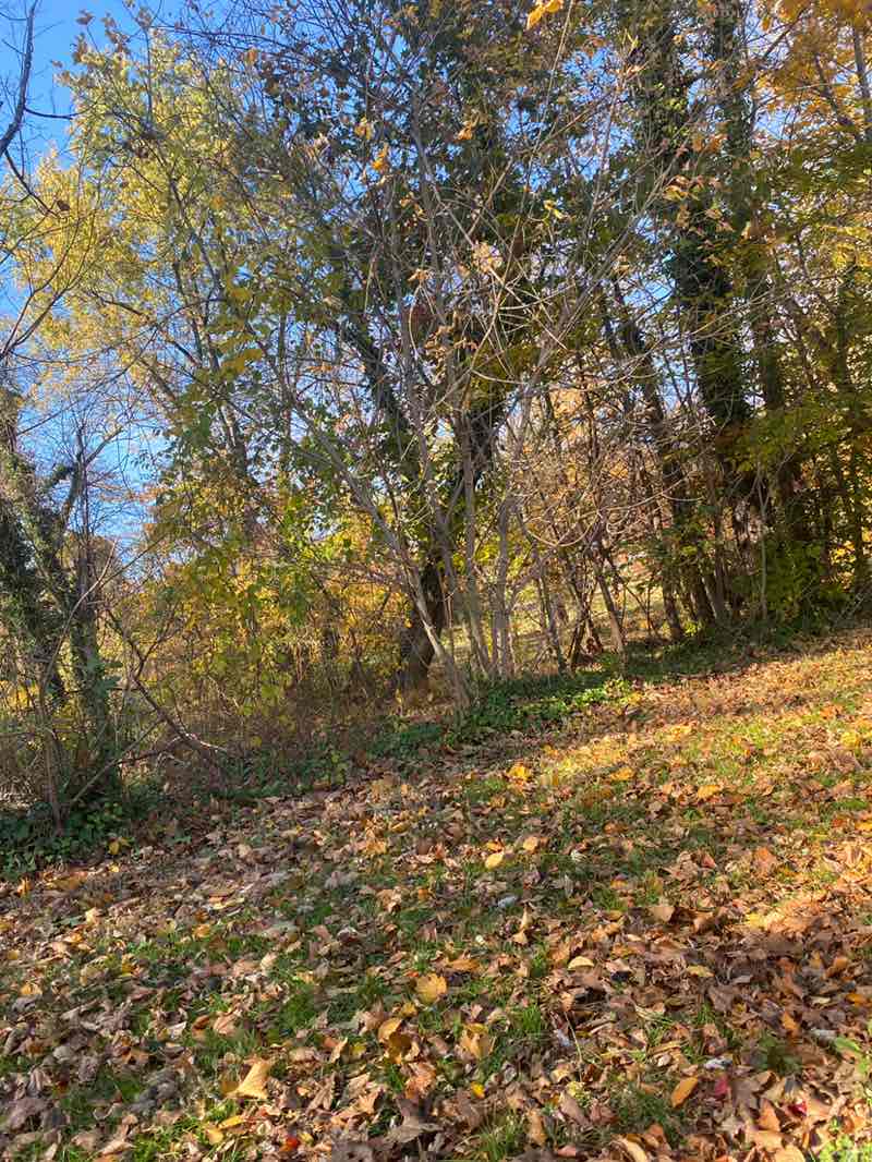 walking near me in Middletown Township Park in autumn