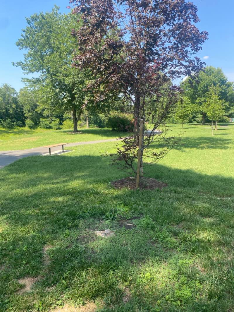 walking near me in Roosevelt Park in summer