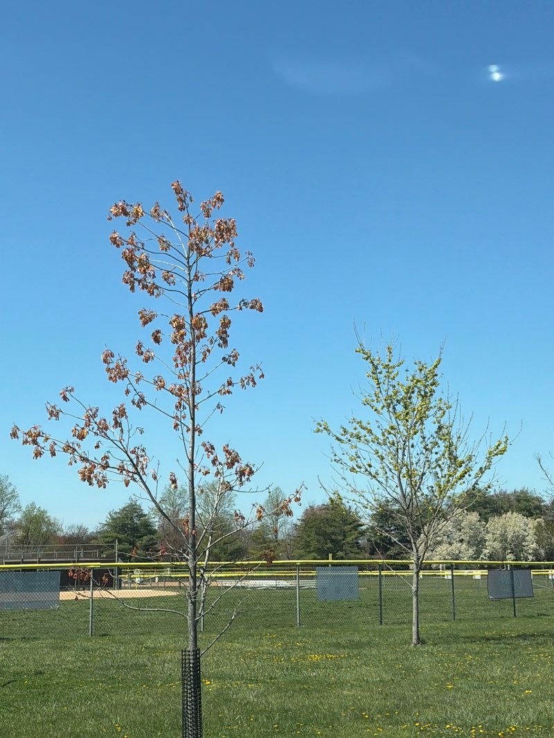 walking near me in Deerbrook Creek Park in spring